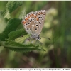 polyom bellargus imago7 kher